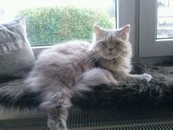 Hauskatze Hauskatze